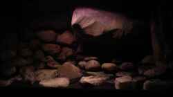 Dekoration im Aquarium dark dream