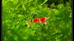 Besatz im Aquarium Becken 1681