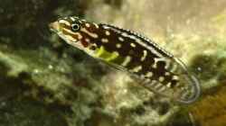 Julidochromis marlieri