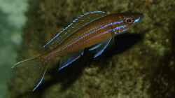 Paracyprichromis nigripinnis