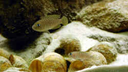 Neolamprologus multifasciatus