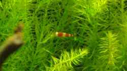 Besatz im Aquarium Nur noch Beispiel!!!