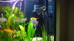 Besatz im Aquarium Rio 300