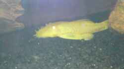 Besatz im Aquarium Rio 300