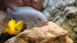 Metriaclima estherae red/blue Bock