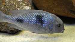 Cyrtocara  Weibe