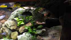 Dekoration im Aquarium Becken 16908
