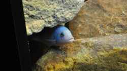 Und nochmal Metriaclima estherae red/blue Bock
