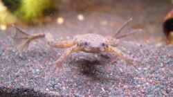 Besatz im Aquarium Frogtopia