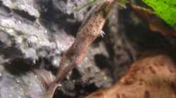 Besatz im Aquarium Frogtopia
