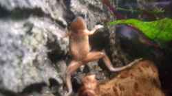 Besatz im Aquarium Frogtopia