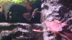 Besatz im Aquarium Frogtopia