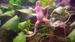 Besatz im Aquarium Frogtopia