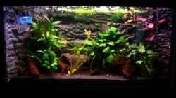 Aquarium Frogtopia