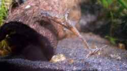 Besatz im Aquarium Frogtopia