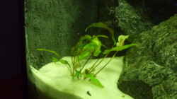 Cryptocoryne wendtii 