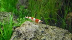 4.5.2010  Caridina cf.  cantonensis Crystal Red
