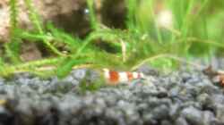 11.6.2010 Baby Cristal Red