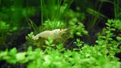 4.5.2010  Caridina cf. cantonensis  Snow White