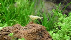 4.5.2010  Caridina cf. cantonensis  Snow White