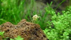 4.5.2010  Caridina cf. cantonensis  Snow White