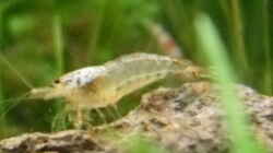 4.5.2010  Caridina cf. cantonensis  Snow White