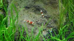 4.5.2010  Caridina cf.  cantonensis Crystal Red