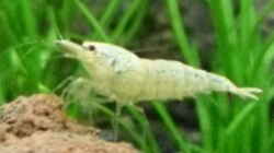 4.5.2010  Caridina cf. cantonensis  Snow White