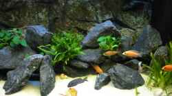 Aquarium Peter´s bunte Kiste