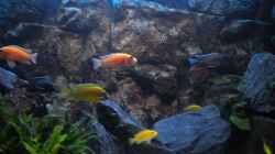 Aquarium Peter´s bunte Kiste