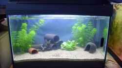 Aquarium Krebsbecken