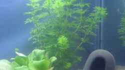 Pflanzen im Aquarium Krebsbecken