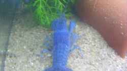 Besatz im Aquarium Krebsbecken