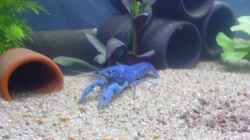 Besatz im Aquarium Krebsbecken