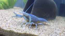 Besatz im Aquarium Krebsbecken