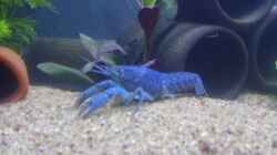 Besatz im Aquarium Krebsbecken