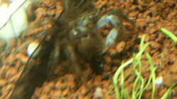 Limnopilos naiyanetri