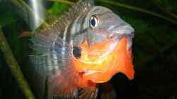 Mein Liebling...´Der Dicke´
