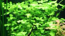 Bacopa australis