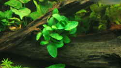 Anubias im Wurzelloch