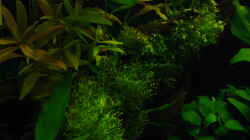 Dekoration im Aquarium My little African Dream Nur noch als Beispiel