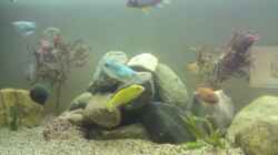 Besatz im Aquarium Becken 17115