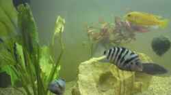 Besatz im Aquarium Becken 17115