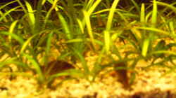 Corydoras