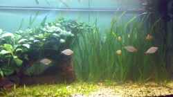Aquarium Becken 1715