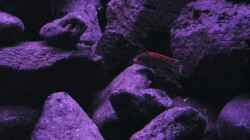 Besatz im Aquarium BLACK ROCK