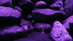 Besatz im Aquarium BLACK ROCK