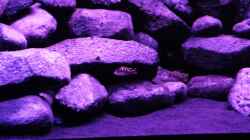 Besatz im Aquarium BLACK ROCK