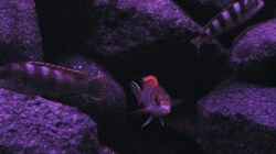 Besatz im Aquarium BLACK ROCK