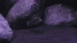 Besatz im Aquarium BLACK ROCK